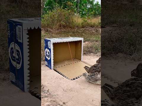 Really AMAZING Quail Trap Using Cardboard Box #shorts