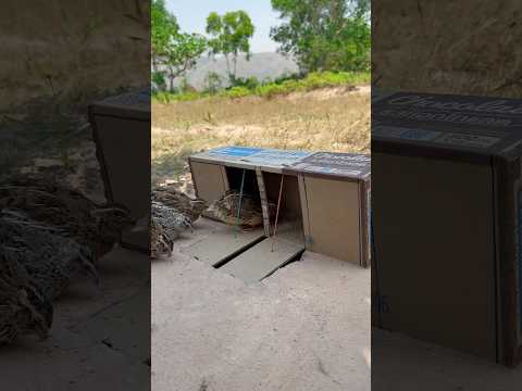 Create simple quail trap using cardboard box #shorts