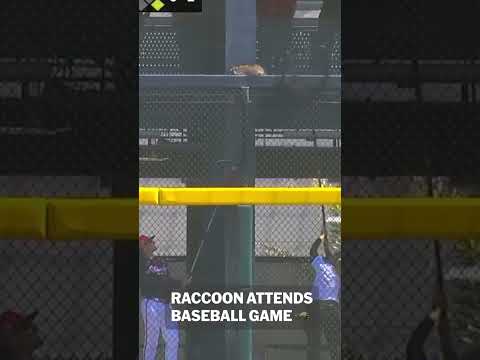 This raccoon wanted to watch some of the #SpringTraining action 😂