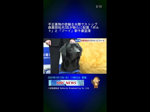 不正薬物の密輸を水際でストップ　麻薬探知犬2匹が新たに配属「ボルト」と「ゾーイ」新千歳空港 #Shorts