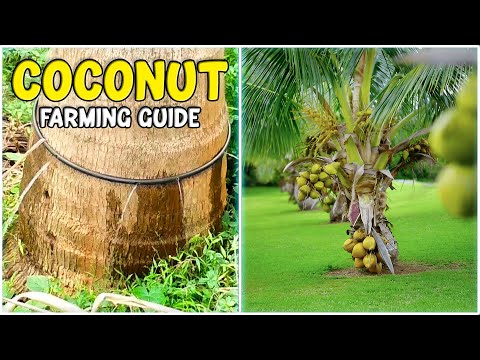 Coconut Farming - Complete Step by Step Cultivation Guide