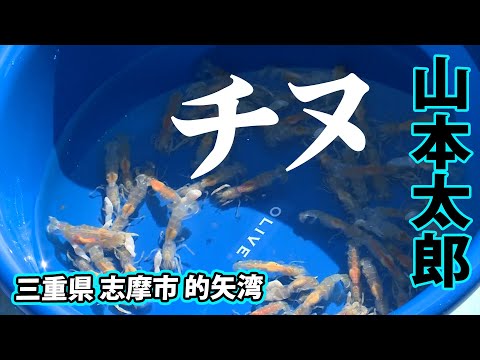 カセからのかかり釣りで狙うのはノッコミチヌ 2/2 『チヌ道一直線 95 山本太郎×的矢湾のノッコミチヌ』【釣りビジョン】