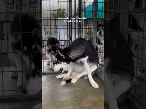 Husky Who Got Dumped For Being "Too Much" Gets Adopted | The Dodo