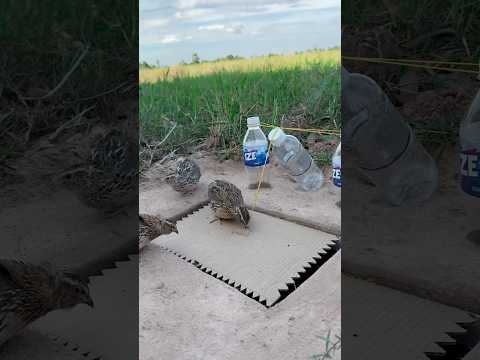 Simple Underground Quail Trap Using Paper Box And Cans Water #shorts