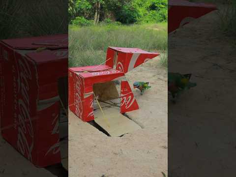 Amazing Creative DIY Underground Parrot Trapping Technique Using Cardboard and Hole #ytshorts #short