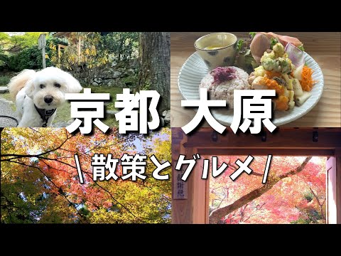 Kyoto Autumn leaves🍁/Walking and Gourmet/Kyoto Guide with a dog/Kyoto Travel, Sightseeing & Gourmet