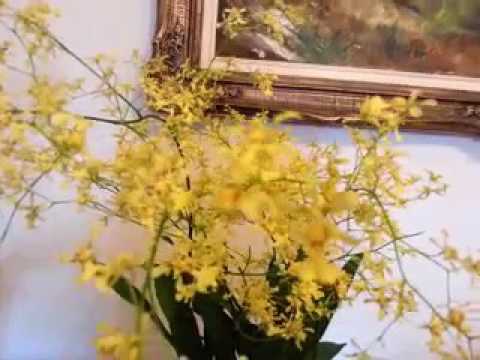 Blooming winter Orchid