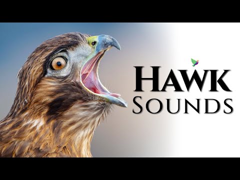 The best Hawks Sounds🦅- Different Types of North American Hawks and Their Sounds🎶