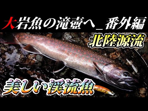 【大岩魚の滝壺へ_番外編】過去10年の出会い。渓流魚の美しさ！