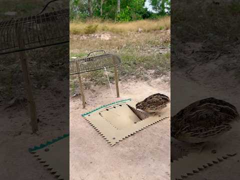 Good idea quail trap - Best quail trap #shorts #shortsvideo