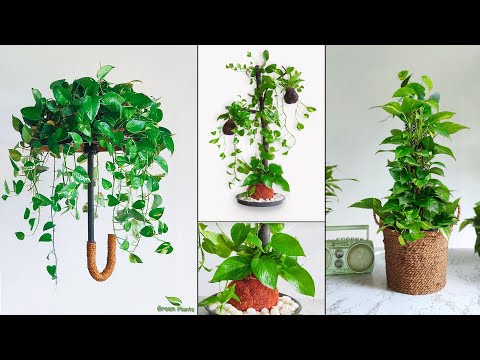 3 Money Plant Decoration Trends 2023 | Money Plant Growing Ideas | Indoor Money plant//GREEN PLANTS