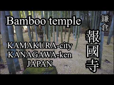 鎌倉 報國寺 bamboo temple KAMAKURA JAPAN beautiful！