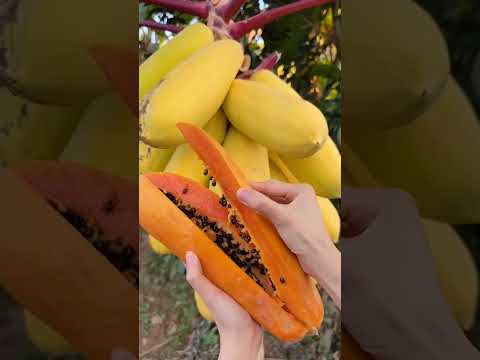 Japanese Papaya Is Relly Looking So Delicious #shorts #shortvideo #youtubeshorts