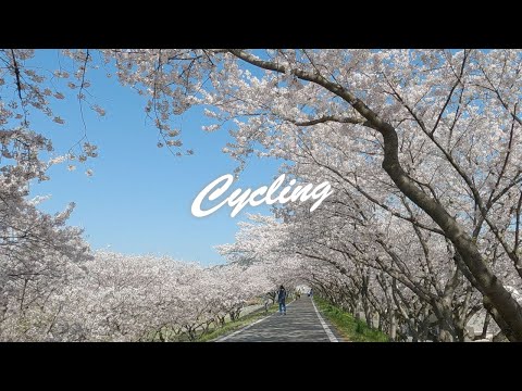 【夢前川サイクリングロード】満開！桜のトンネル　兵庫 / 姫路