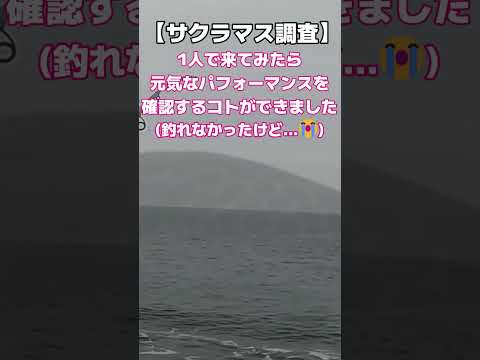 【サクラマス調査2023】この状況で釣れない3年目の釣りド素人😣 #shorts #跳ね #釣れない #4月6日