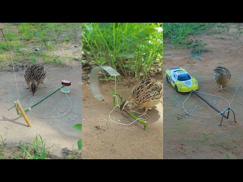 Super Primitive Creative DIY Quail Trapping Unique Technique Using Wood