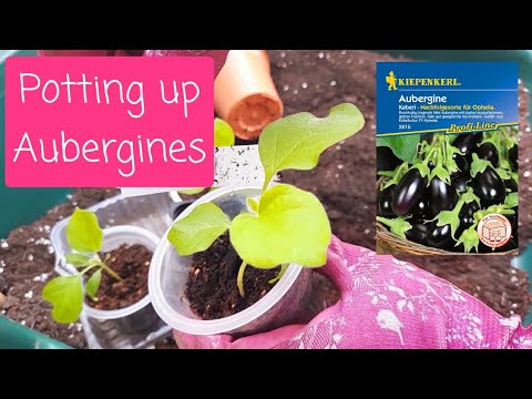 Potting on F1 Kaberi Aubergine Seedlings 🍆 (plus a channel shoutout) - UK