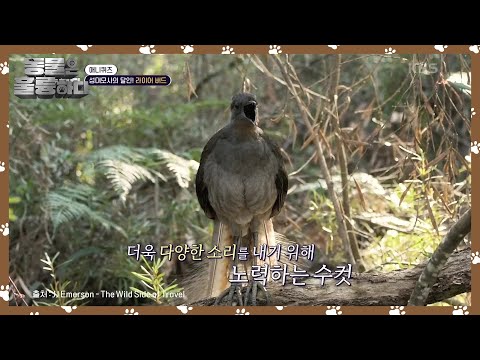 [애니퀴즈] 특출난 청력, 인지능력을 갖고있는 라이어 버드 [동물은 훌륭하다] | KBS 250310 방송