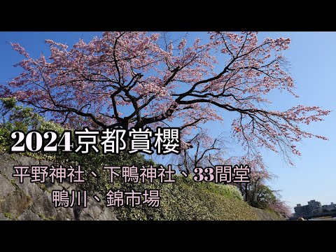 2024年京都賞櫻（平野神社、下鴨神社、33間堂、鴨川、錦市場）