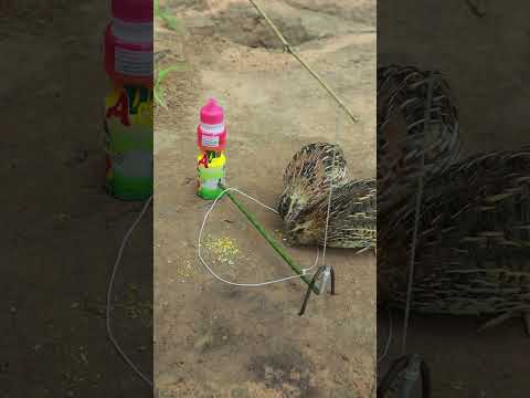 How to Make Bird Trap Easy #shortvideo #animaltrap #techniqueuniquetrap