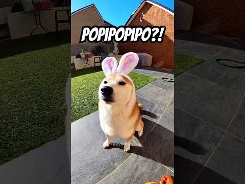 Shiba bunny got POPIPO’d in 2025!! #cutenessoverload