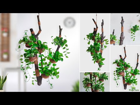 Fully Natural Method to Decorate Your Indoor Money Plants That Will Inspire a Refresh//GREEN PLANTS