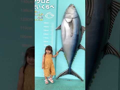 巨大なマグロが釣れました　#shorts