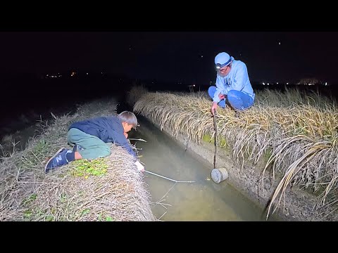 Capture a giant shrimp hiding in a cave in an irrigation canal