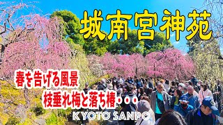 2025/3/9 春を告げる城南宮の風景 みんなが癒される幻想的な枝垂れ梅と落ち椿・・・ / 春の京都 /春さんぽ/ Kyoto walk [京都4K]