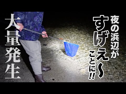 夜になると大量の魚が集まる浜