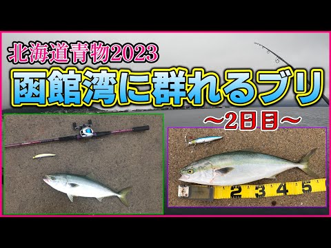 【北海道青物2023】函館：外海が荒れていたのでまた湾内で函ブリを狙ってみた！＜2日目＞