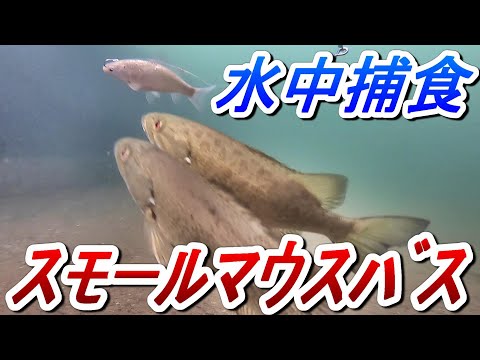 水中映像】スモールマウスバス、泳がせとミミズの捕食シーン