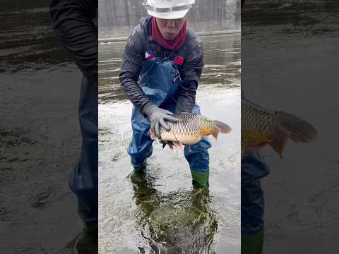 Big carp hiding under the moss in river