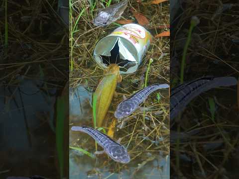 Mama Skill: Simple but very Helpful with milk cans fish trap #survival #camping #fishtrap