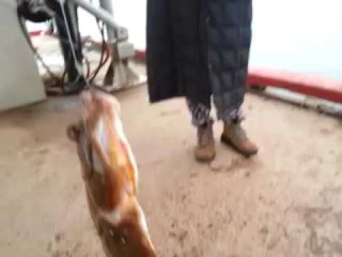 Flounder fishing at pei