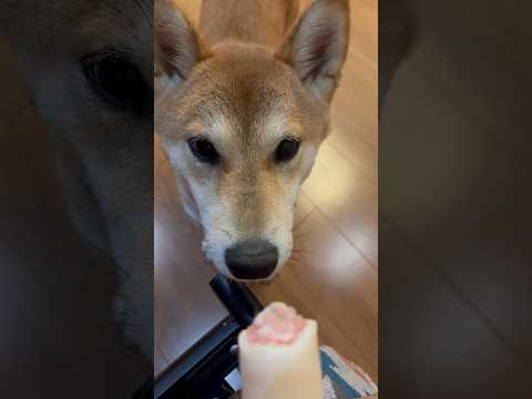 柴犬 三太君　おねだり