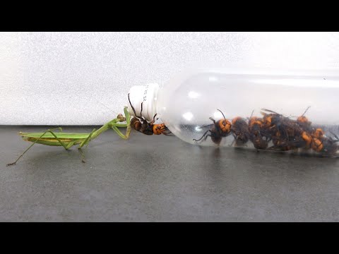 脱走オオスズメバチをカマキリに迎撃させる