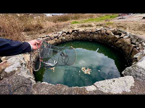 Japanese Fishermen Catch Luxury Crabs in Smelly Pond in Shodoshima, Japan