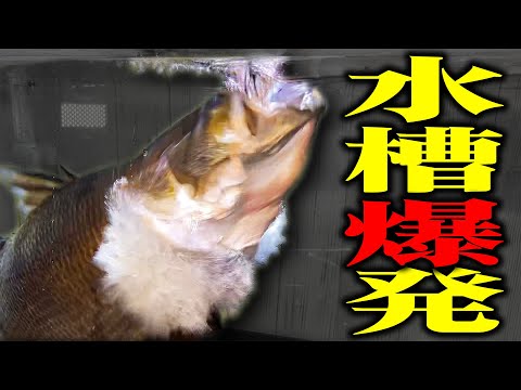 【爆音注意】腹ペコの古代魚水槽に釣ってきた魚を入れたら大爆発した...