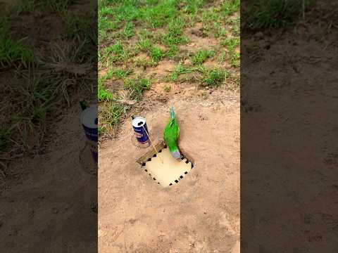 Amazing Creative Bird Trap Using Cardboard Paper And Bacchus #diy_creative #shorts