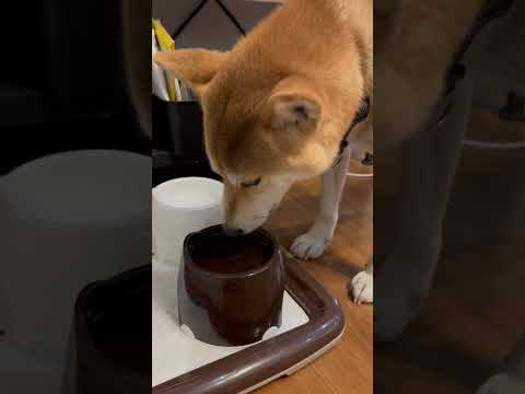 柴犬三太君　三ツ矢サイダーのラムネ