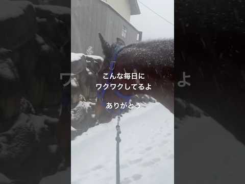 ボクにもご支援お気持ちありがとうございます。#サチモ #さっちゃん #雪 #鈴木由美子さんありがとう #引退馬支援