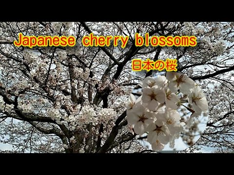 嬉しい春の知らせ🌸 桜が咲きました🌺Happy spring news 🌸 Sakura has bloomed