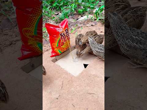 Underground Unique DIY Quail Trap#shorts