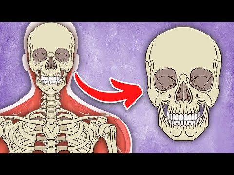 I Am YOUR Skull! | The Human Skull Song | KLT Anatomy