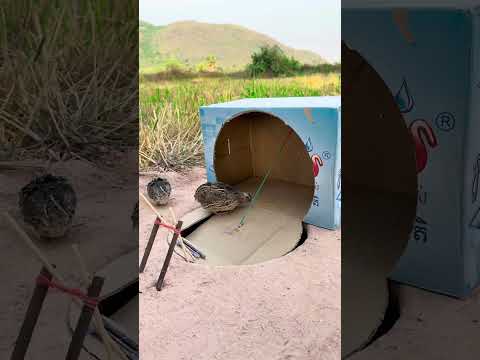 DIY CREATIVE - Creative DIY Quail Trap Using Cardboard Box #shortvideo