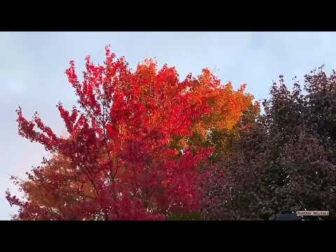 Calming Winds - Fall Colors -A short clip - Autumn prayer