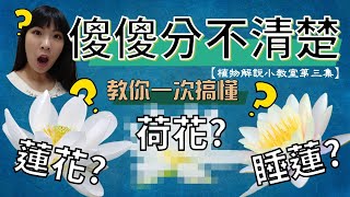 【植科大大】植物解說小教室第三集：一次讓你搞懂蓮花、荷花與睡蓮 [20190909]