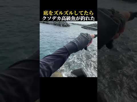 底をズルズルしてたらクソデカ高級魚が釣れた　#shorts #釣り