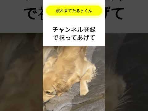 今日もお疲れ様でするぅくん　 #shorts  #大型犬 　 #犬